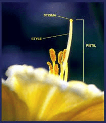 The Apricot Pistil: Economic Importance, Uses, and By-Products