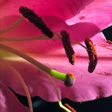 The Apricot Pistil: Economic Importance, Uses, and By-Products The Apricot Pistil: Economic Importance, Uses, and By-Products