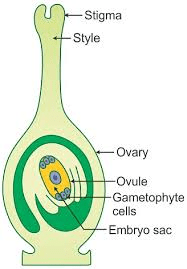 The Apricot Pistil: Economic Importance, Uses, and By-Products The Apricot Pistil: Economic Importance, Uses, and By-Products