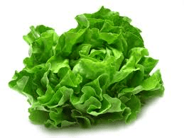 The Lettuce Leaves: Economic Importance, Uses, and By-Products