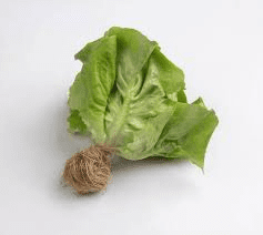 The Lettuce Roots: Economic Importance, Uses, and By-Products