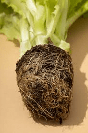 The Lettuce Roots: Economic Importance, Uses, and By-Products