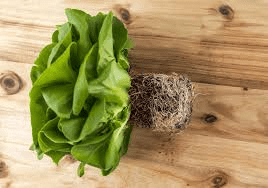 The Lettuce Roots: Economic Importance, Uses, and By-Products