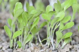 The Lettuce Cotyledons: Economic Importance, Uses, and By-Products