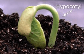 The Lettuce Hypocotyl: Economic Importance, Uses, and By-Products