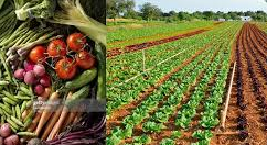 Introduction to Organic Vegetable Farming Introduction to Organic Vegetable Farming
