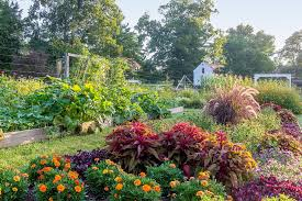 Organic Gardening: Steps to Start an Organic Garden
