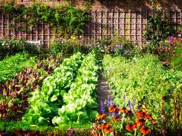 Organic Gardening: Steps to Start an Organic Garden
