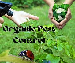 Organic Pest Control Methods and Benefits