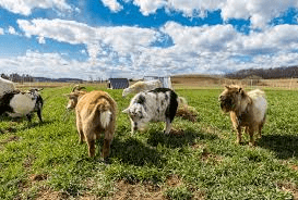 Introduction to Organic livestock