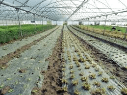 Introduction to Organic Agriculture Techniques Introduction to Organic Agriculture Techniques
