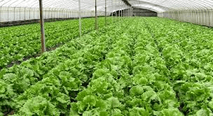 Introduction to Organic Agriculture Techniques Introduction to Organic Agriculture Techniques