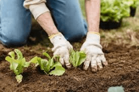 Introduction to Organic Agriculture Techniques Introduction to Organic Agriculture Techniques