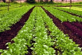Introduction to Organic Agriculture for Beginners Introduction to Organic Agriculture