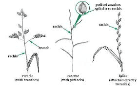 The Oat Rachis: Economic Importance, Uses, and By-Products