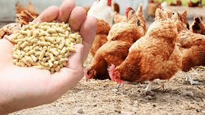 Process of Making Animal Feed Protein Isolates and Concentrates