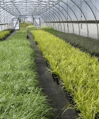 Reasons to Invest in Grass Production