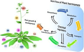 Types, Effects, Applications and Classification of Plant Growth Hormones Types, Effects, Applications and Classification of Plant Growth Hormones