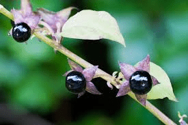 Common Poisonous Plants of Livestock and Control Measures Common Poisonous Plants of Livestock and Control Measures