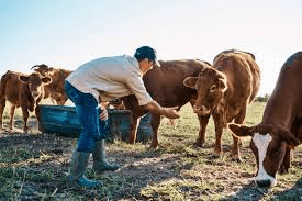 Common Poisonous Plants of Livestock and Control Measures Common Poisonous Plants of Livestock and Control Measures