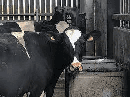 How to Ascertain the Quality of Feed and Water served to Ruminant Animals How to Ascertain the Quality of Feed and Water served to Ruminant Animals