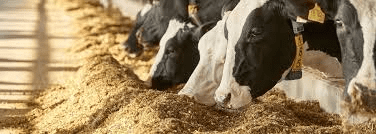 How to Ascertain the Quality of Feed and Water served to Ruminant Animals How to Ascertain the Quality of Feed and Water served to Ruminant Animals