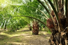 Where to Cultivate Oil Palms for Maximum Profit