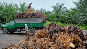 Where to Cultivate Oil Palms for Maximum Profit