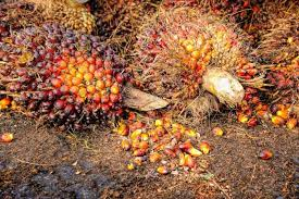 Where to Cultivate Oil Palms for Maximum Profit