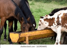 Importance of Feeding and Drinking Troughs for Ruminant Animals