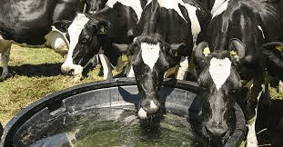 Importance of Feeding and Drinking Troughs for Ruminant Animals