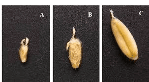 The Oat Embryo: Economic Importance, Uses, and By-Products The Oat Embryo: Economic Importance, Uses, and By-Products