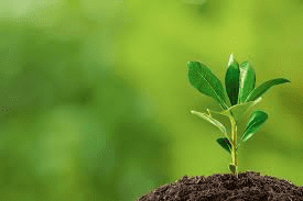 Plant Growth Stages and Plant Development