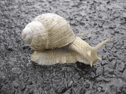 15 Health Benefits of Snail: Reasons to Eat Snails
