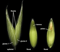 The Oat Glumes: Economic Importance, Uses, and By-Products