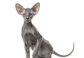 Peterbald Cat Breed Description and Complete Care Guide