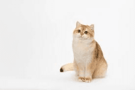 Golden British Shorthair Cat Breed Description and Care Guide