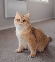 Golden British Shorthair Cat Breed Description and Care Guide