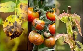 Determination of Plant Disease Incidence and Severity Determination of Plant Disease Incidence and Severity