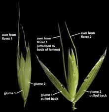 The Oat Awns: Economic Importance, Uses, and By-Products