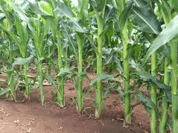 How to Cultivate Hybrid Maize for Profit