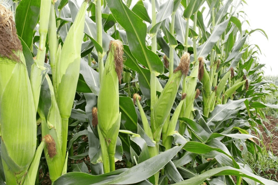 How to Cultivate Hybrid Maize for Profit