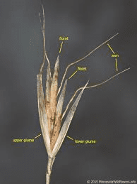 The Oat Awns: Economic Importance, Uses, and By-Products