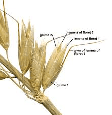 The Oat Awns: Economic Importance, Uses, and By-Products