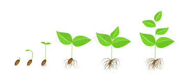 Factors Affecting Plant Growth and Development - Agric4Profits