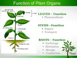 Roles of Plant Organs: Leaf, Stem, Roots, Flowers, Fruits, and Seeds