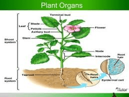 Roles of Plant Organs: Leaf, Stem, Roots, Flowers, Fruits, and Seeds