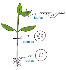 Roles of Plant Organs: Leaf, Stem, Roots, Flowers, Fruits, and Seeds