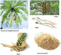 Roles of Plant Organs: Leaf, Stem, Roots, Flowers, Fruits, and Seeds