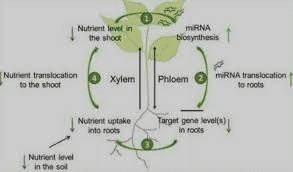 Translocation and Respiration in Plant Growth and Development